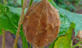 Luffa operculata